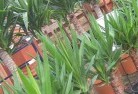Ardlethanplant-nursery-10.jpg; ?>